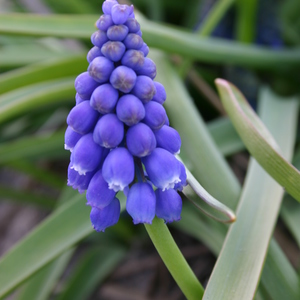 Muscari Armeniacum